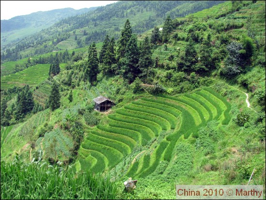 Longsheng rijstvelden 